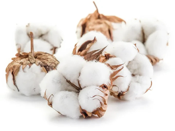 What is Cotton?